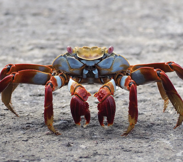 “Crabs have remained unchanged for millions of years. And several different species evolved into crabs. They have one of the most superior evolutionary designs on the planet. Crab is best invention.” —IllIllllIIIIlIlIlIlI